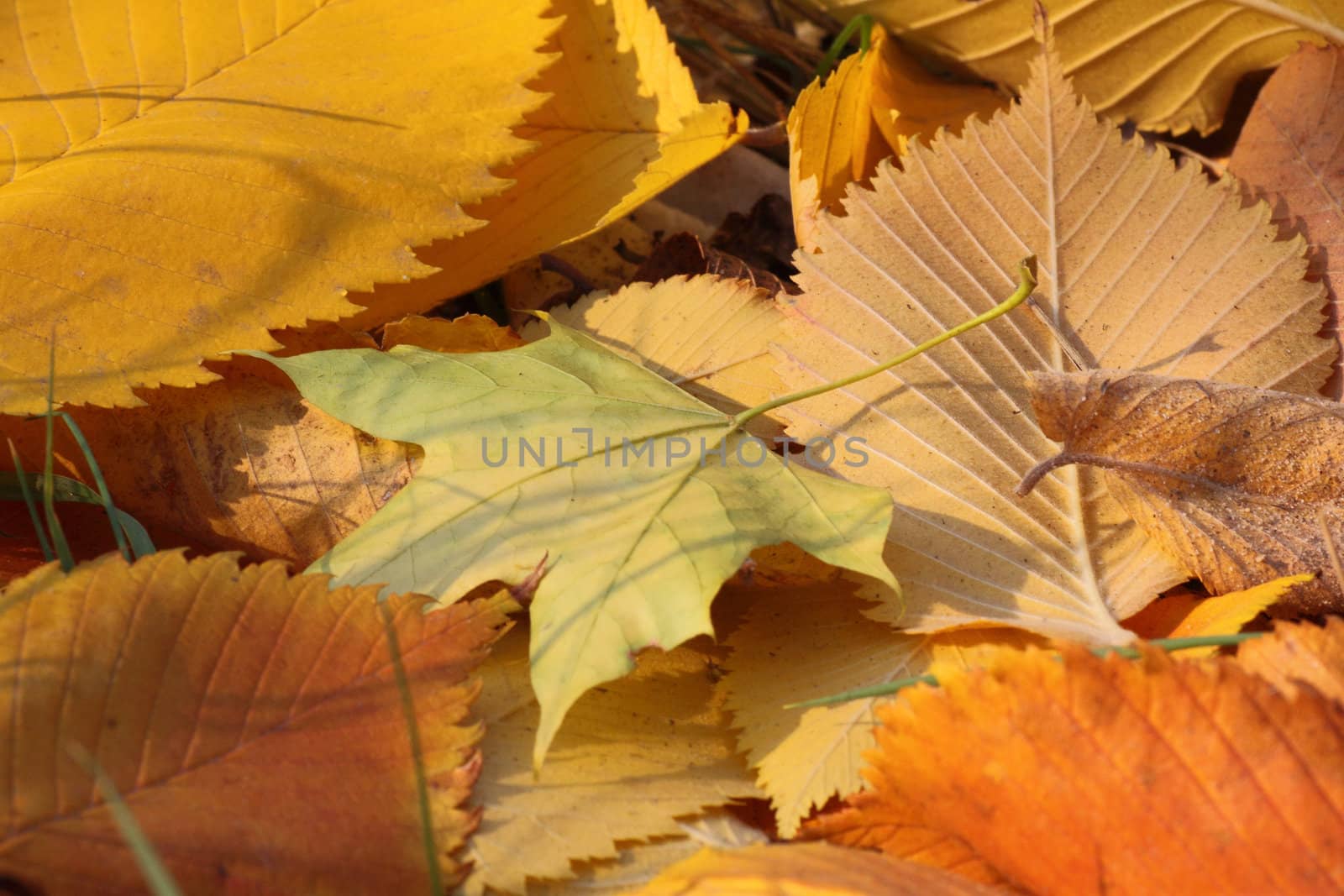 yellow foliage on ground