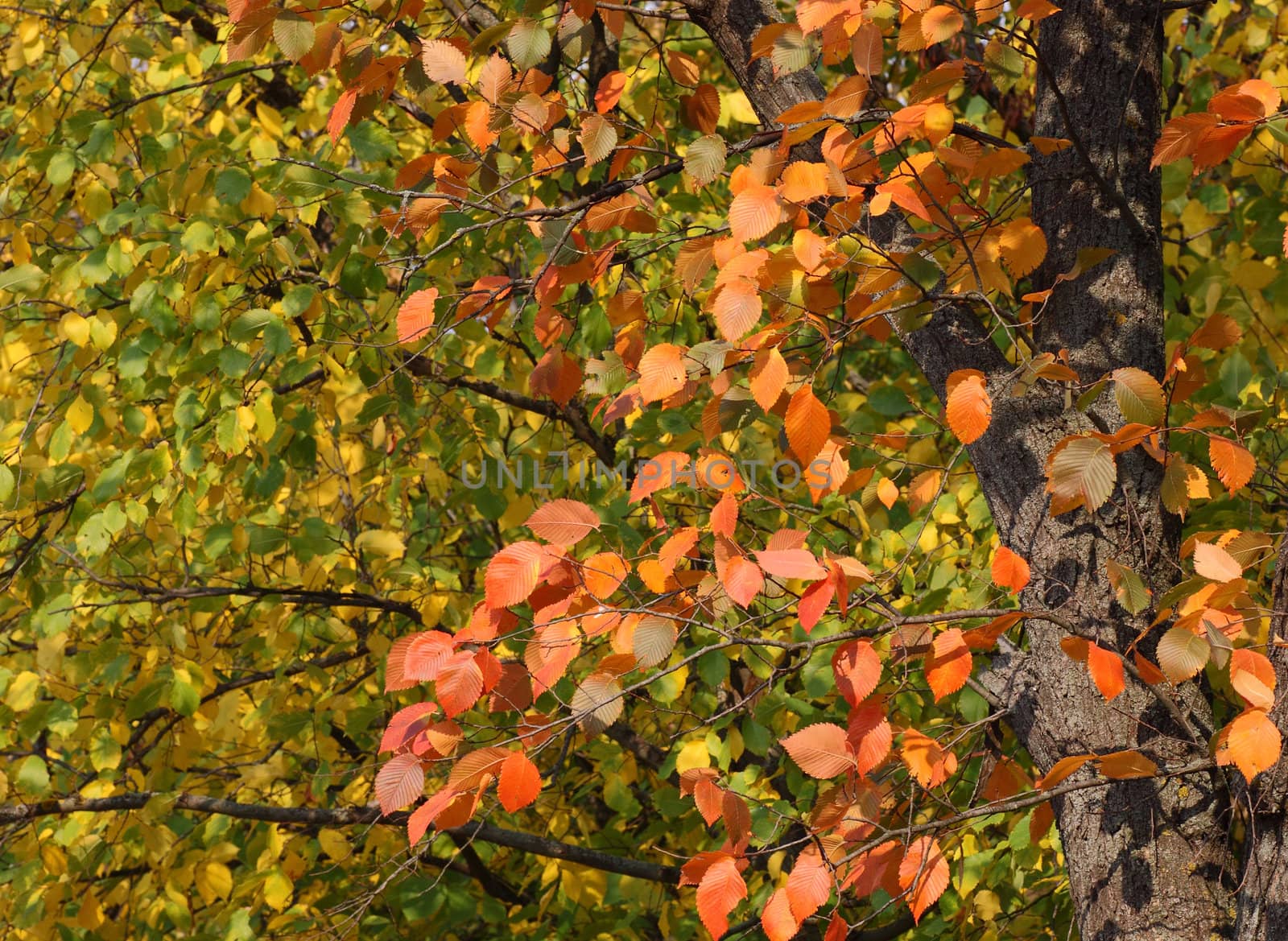 autumnal colors