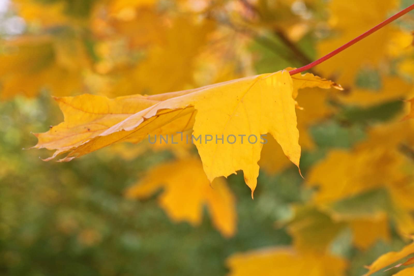 yellow maple leaf at fall