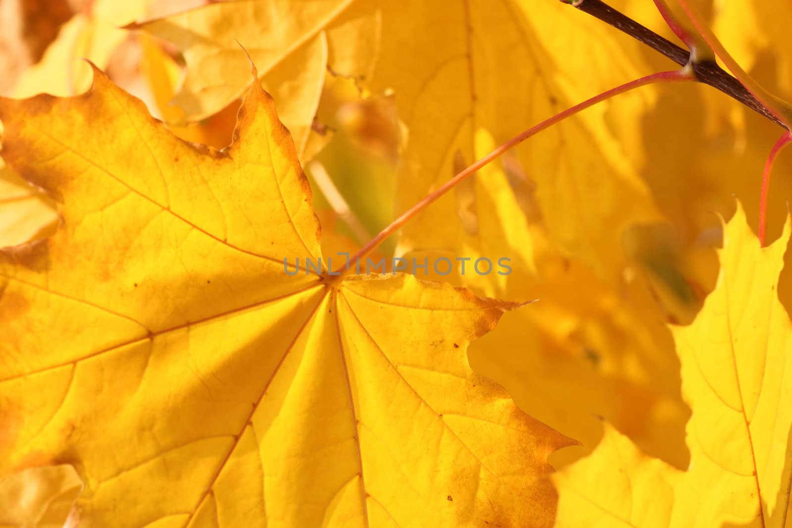 maple leaves at fall by romantiche