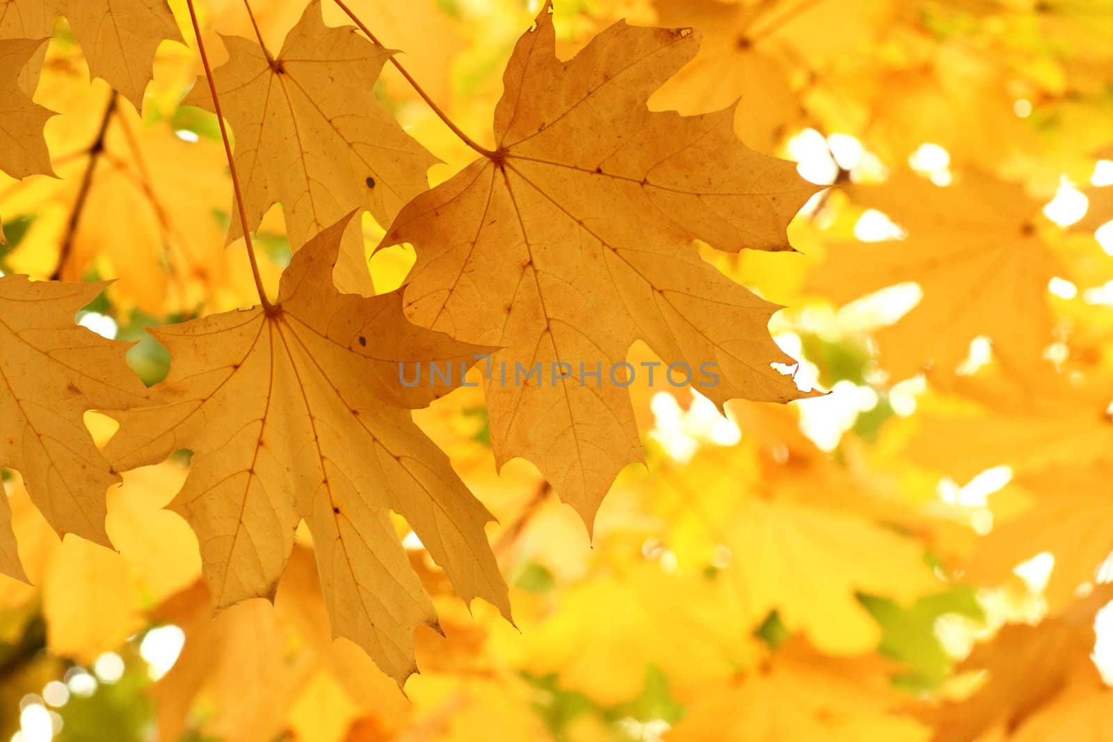 maple tree foliage at autumn