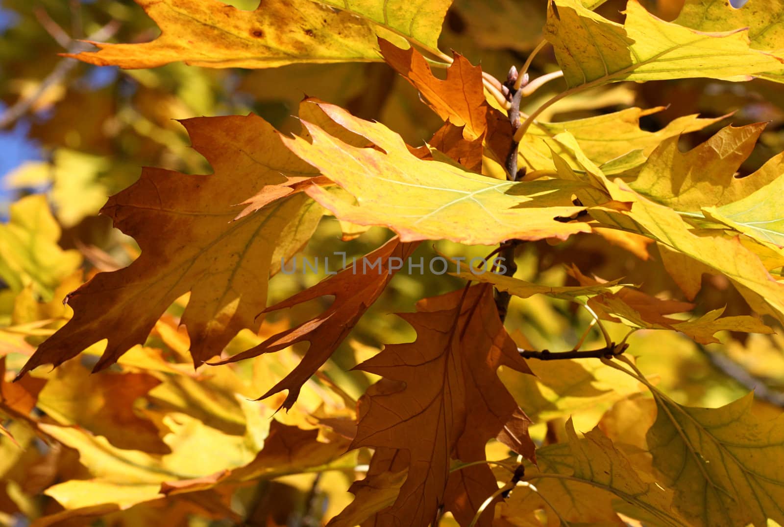 close up of oak tree leaves at fall