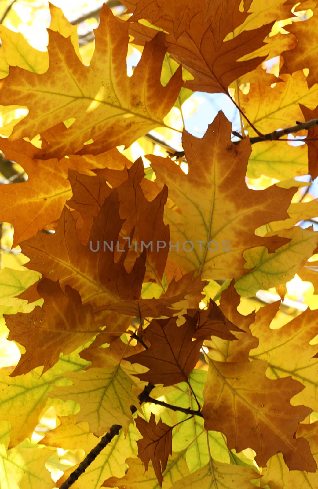 autumnal background: oak tree foliage