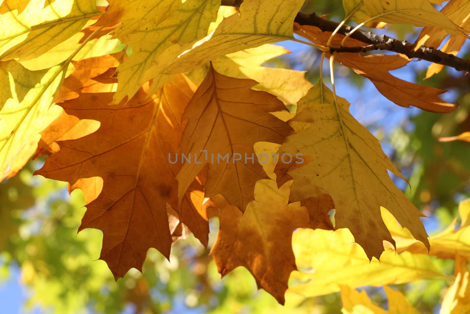 oak tree at fall by romantiche
