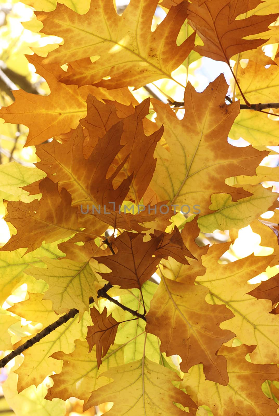 oak tree leaves at fall