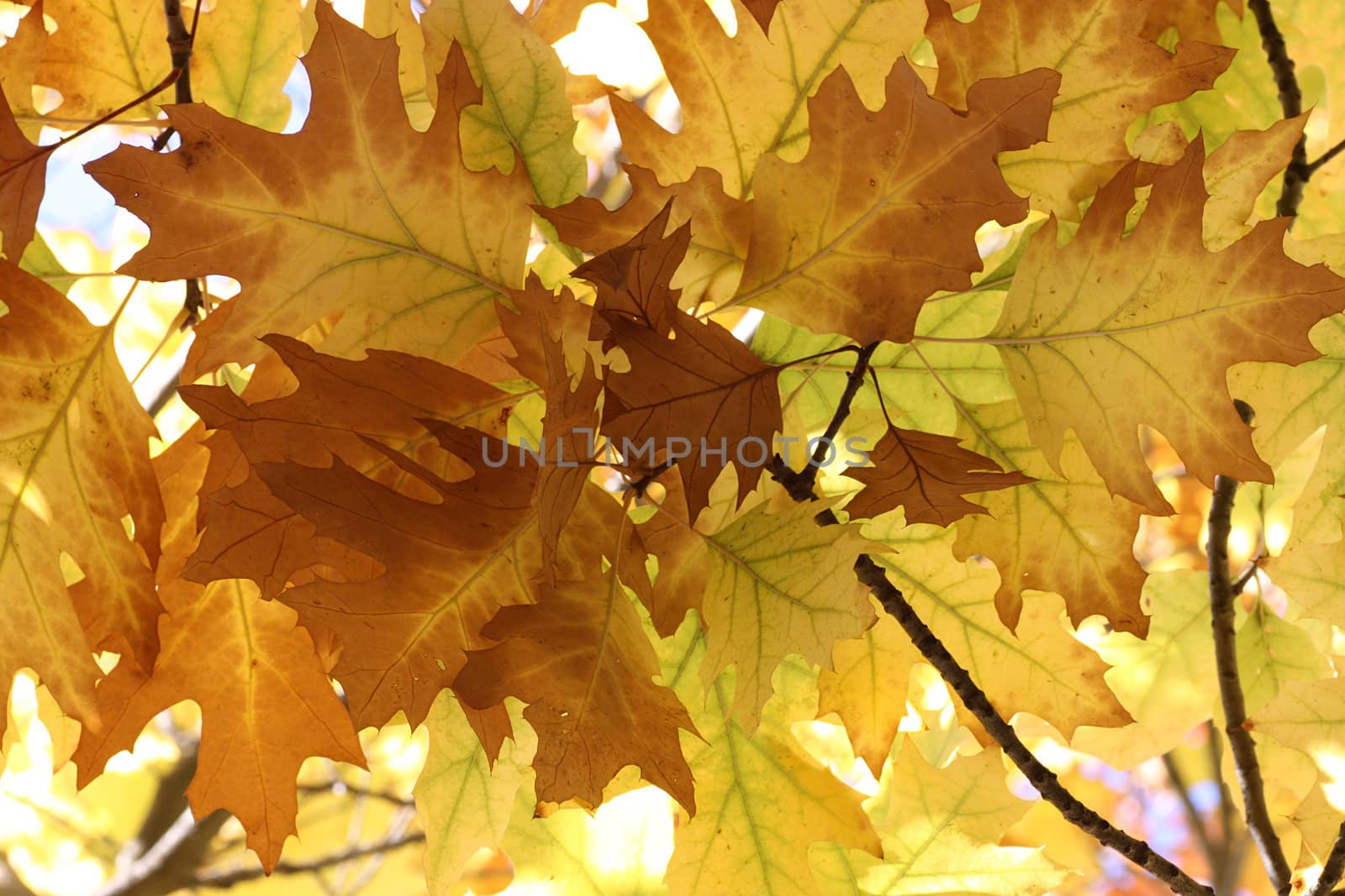 dry oak tree leaves by romantiche