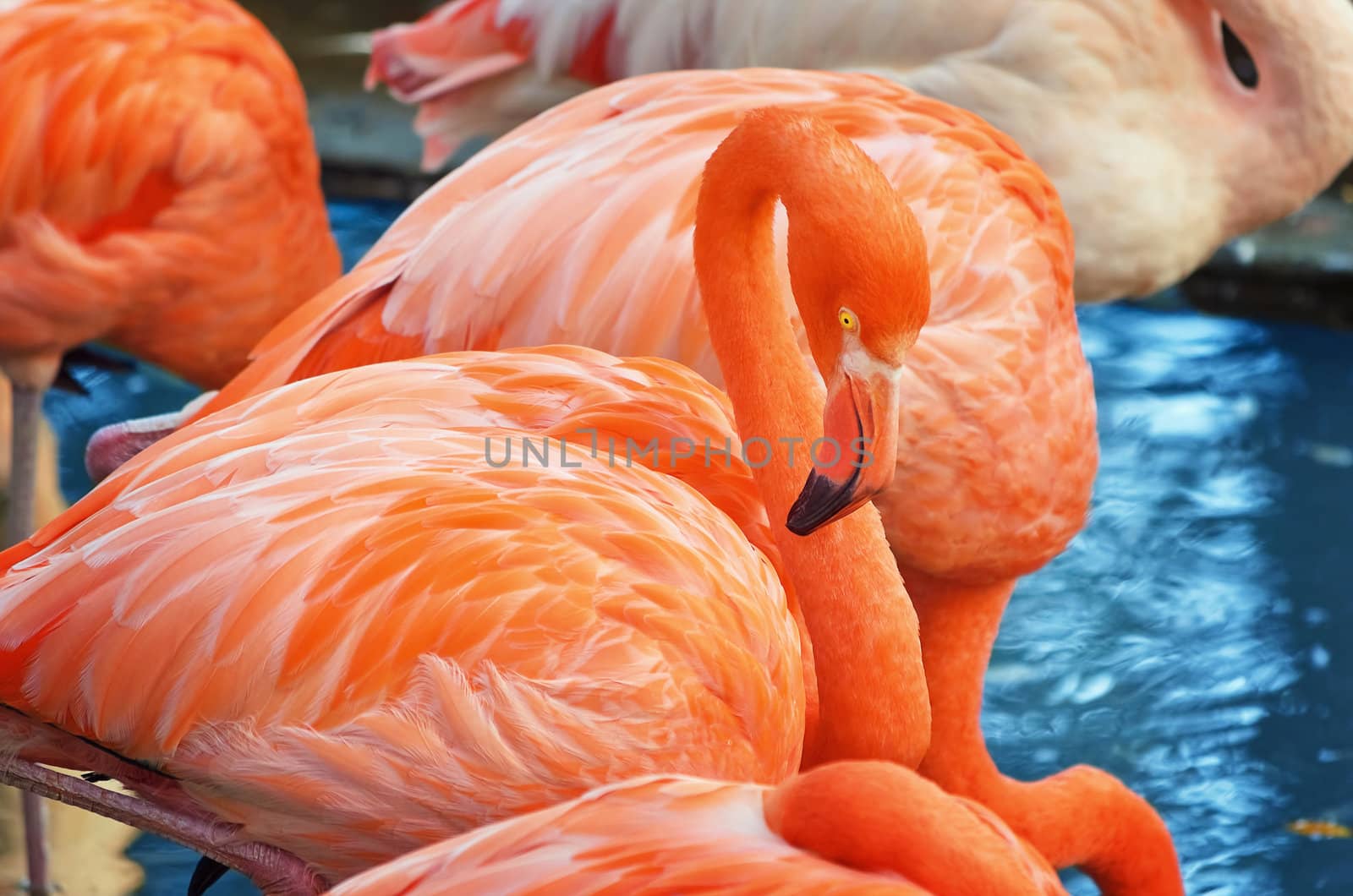 Group Of Pink Flamingo Near The Water