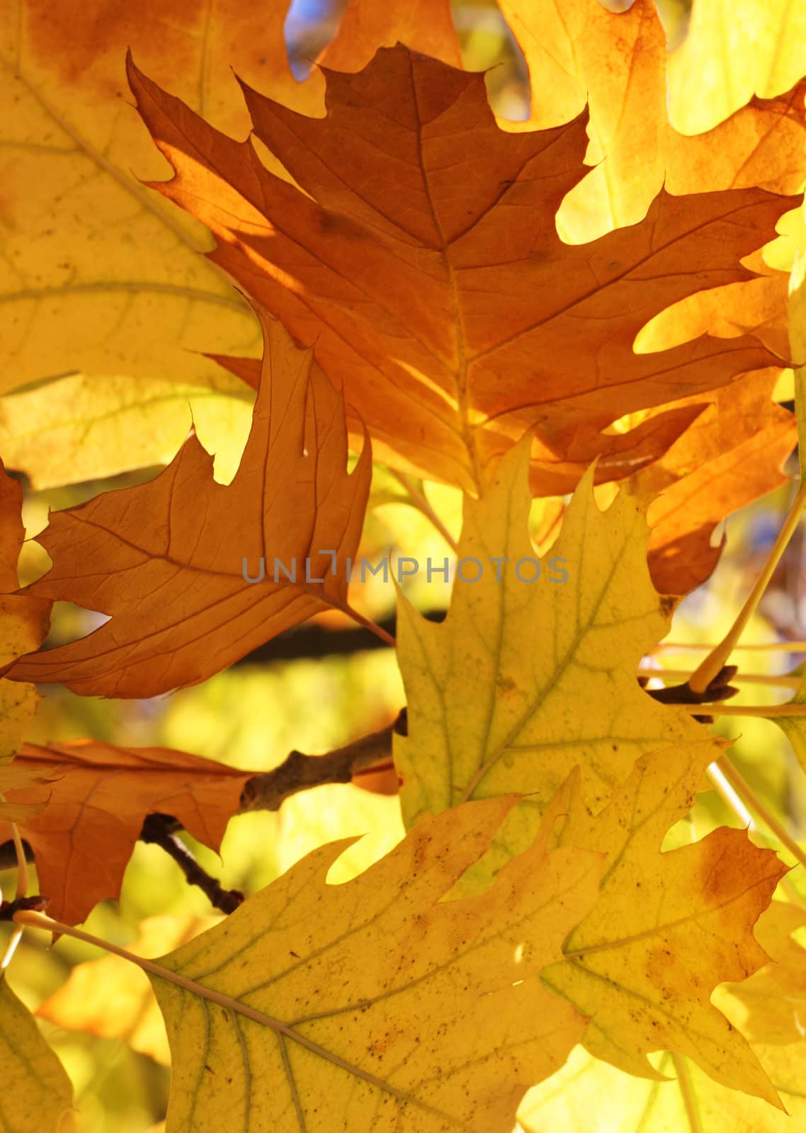 dry oak tree leaves at fall