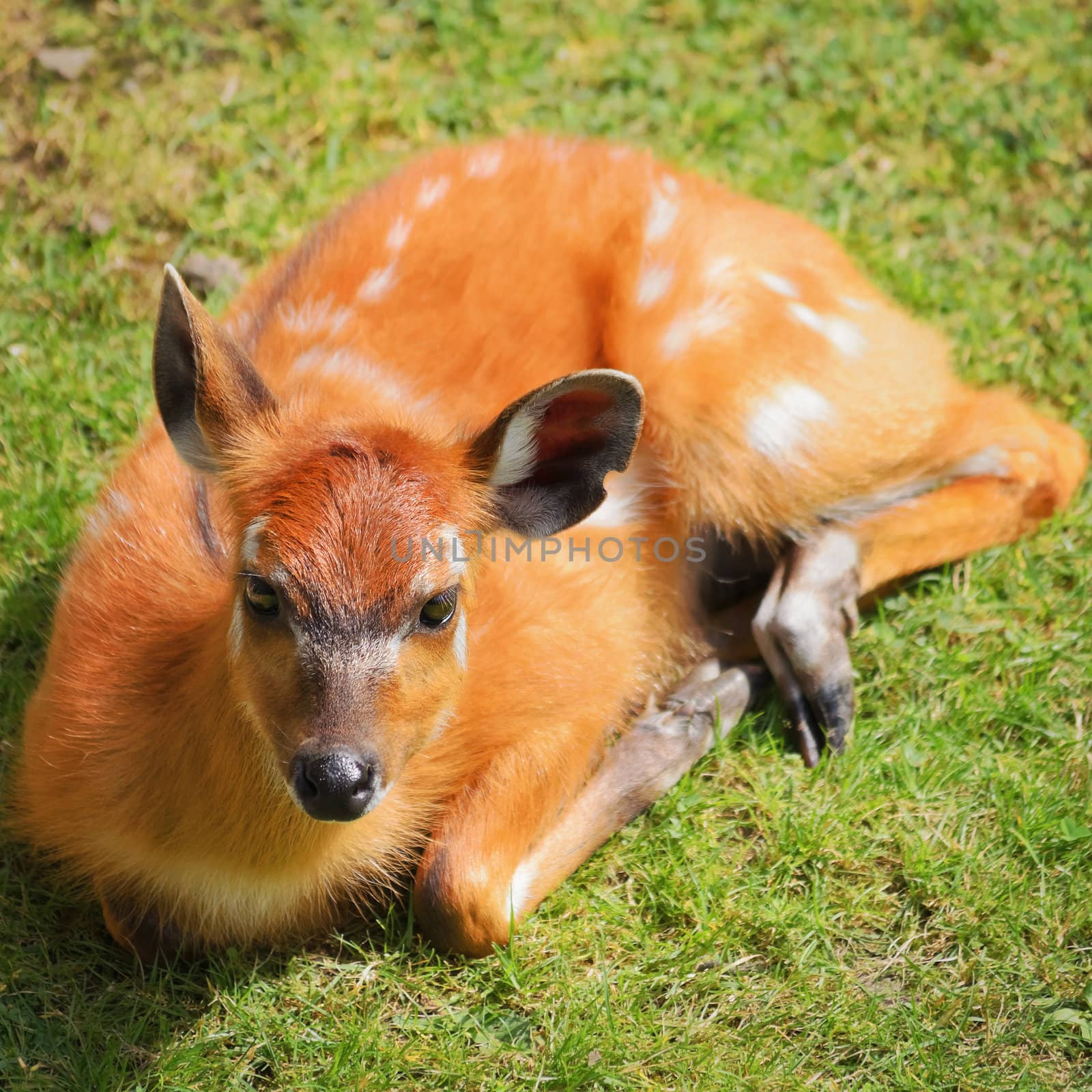 Young Deer Lying On The Green Grass