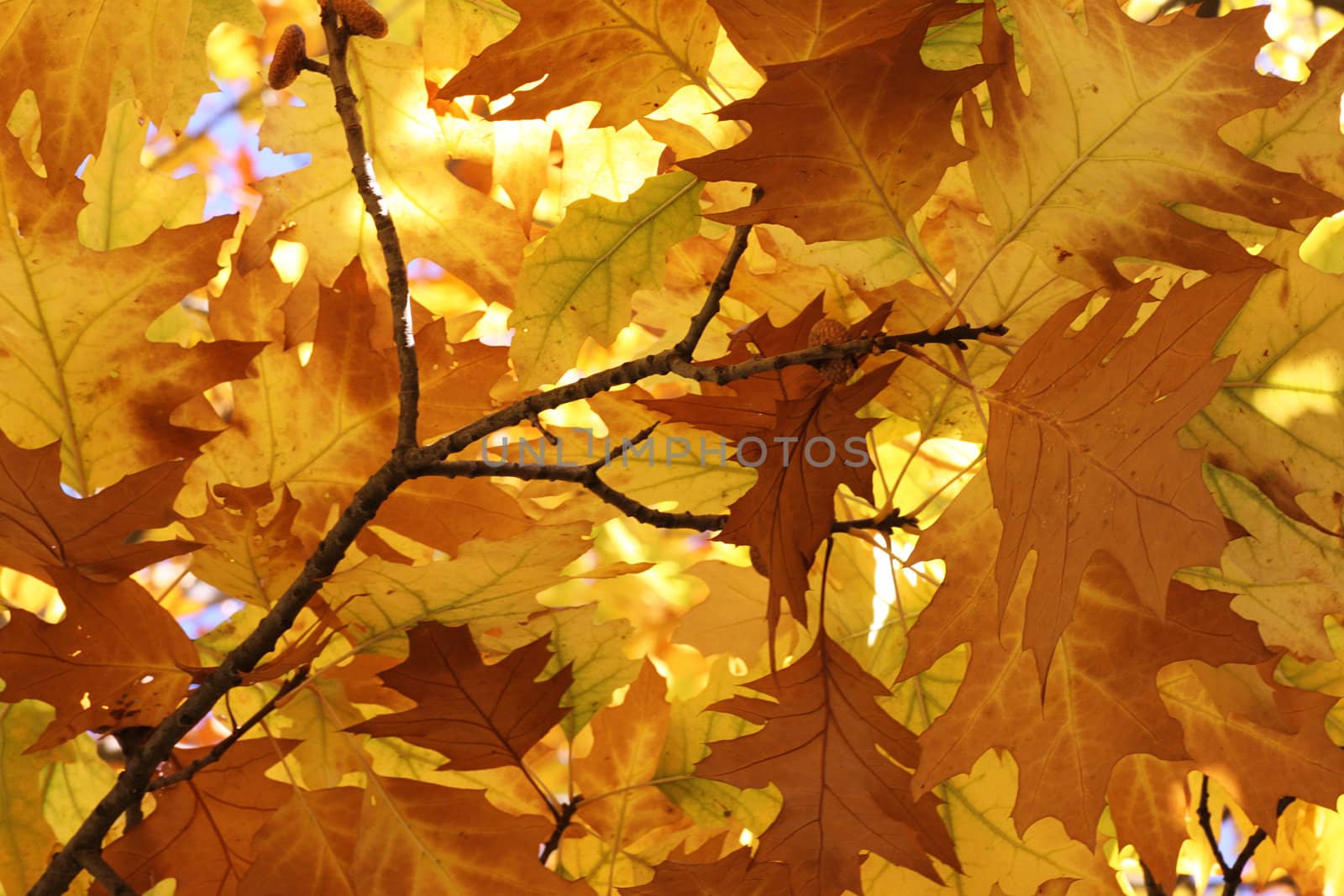 oak tree foliage at fall