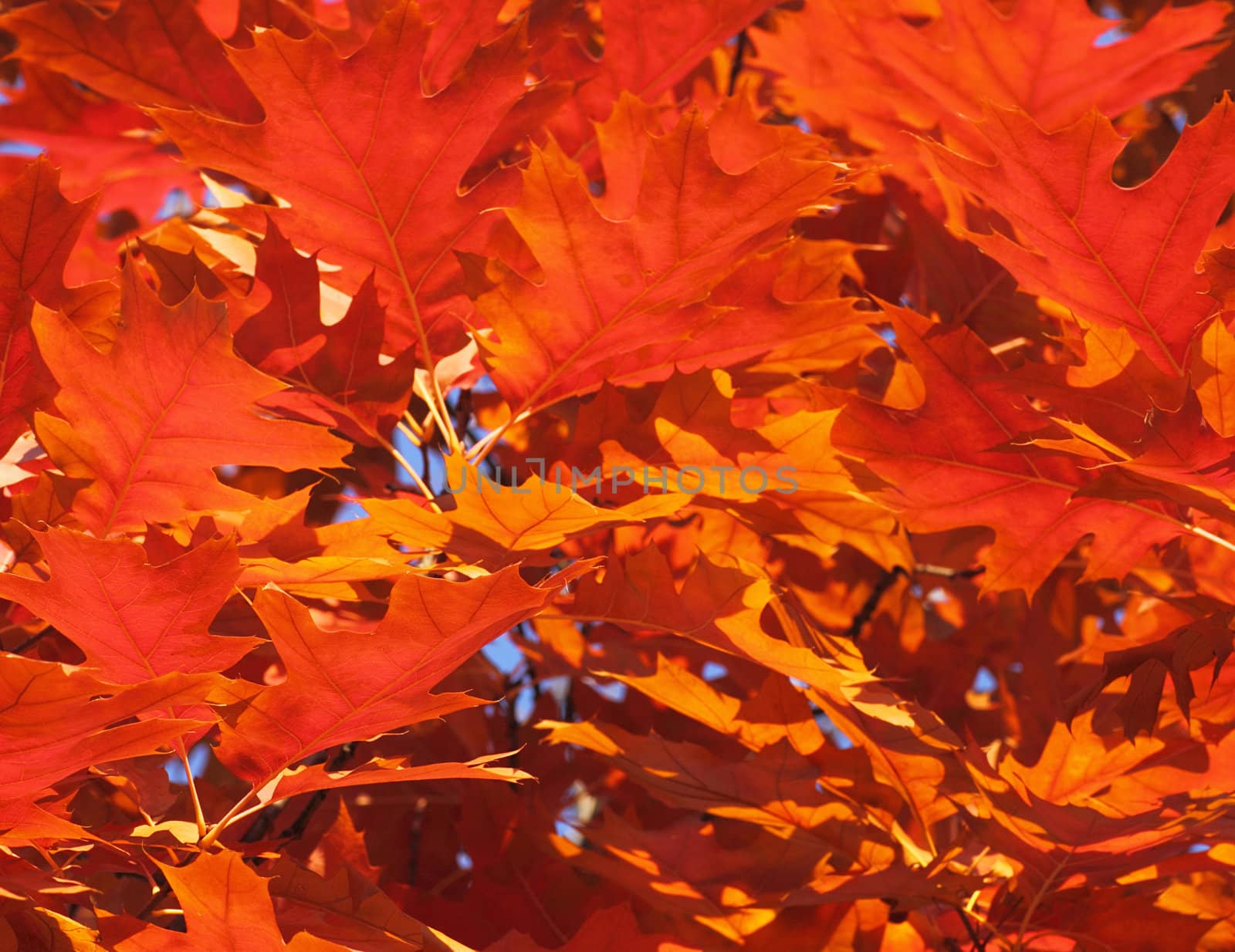 purple oak tree leaves at autumn