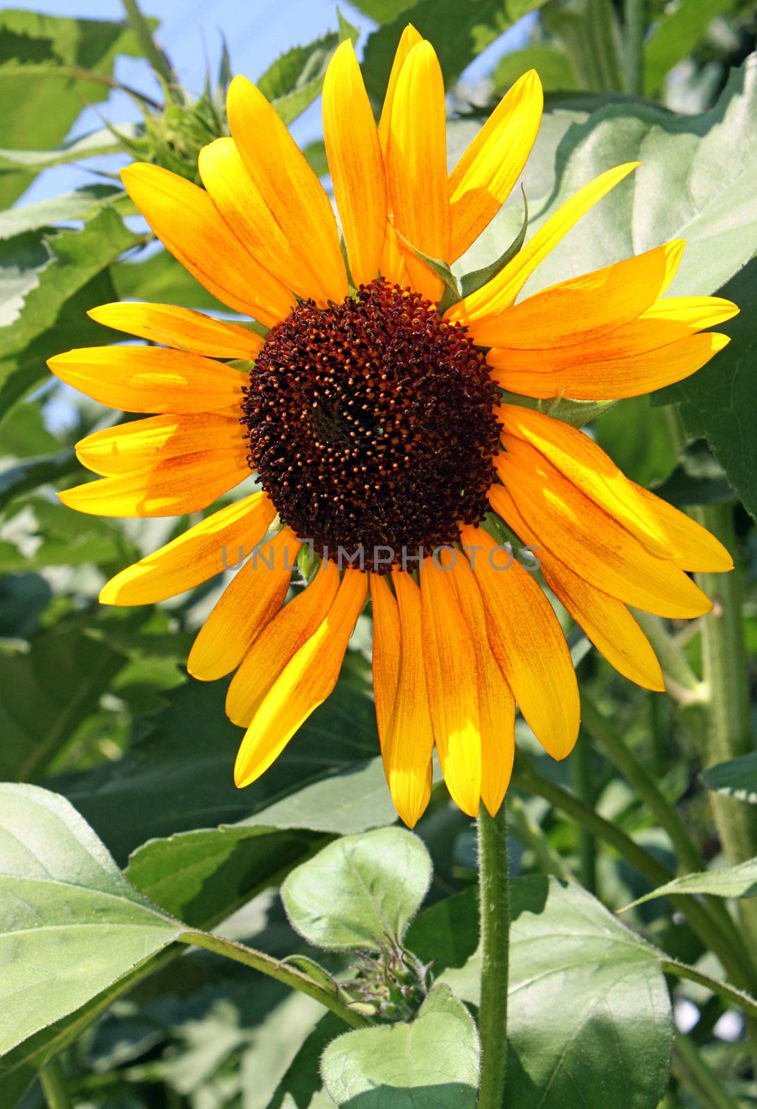 blossom of topinambur (Jerusalem artichoke)