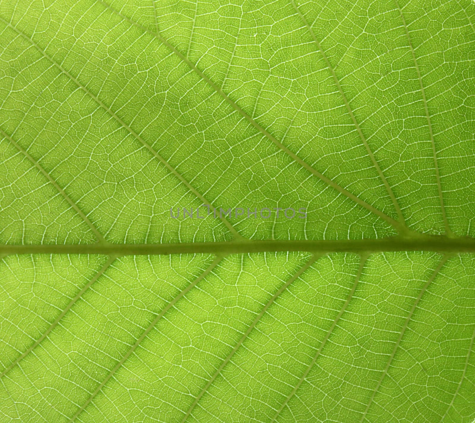 green leaf texture by romantiche