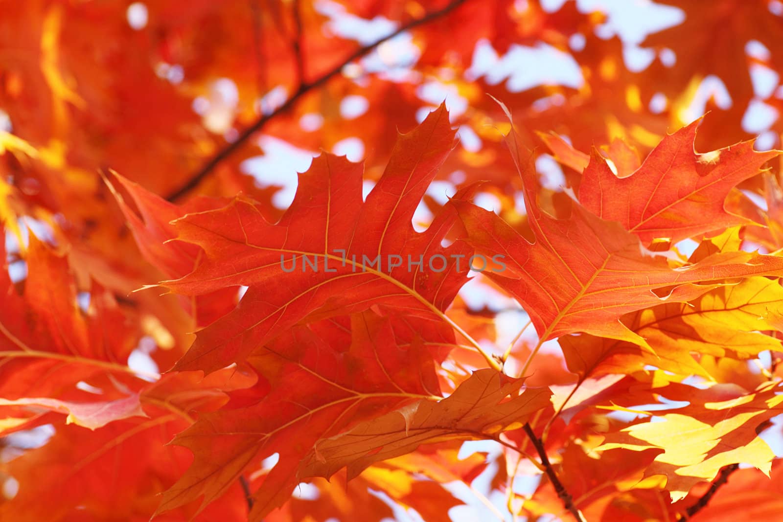 oak tree foliage at fall