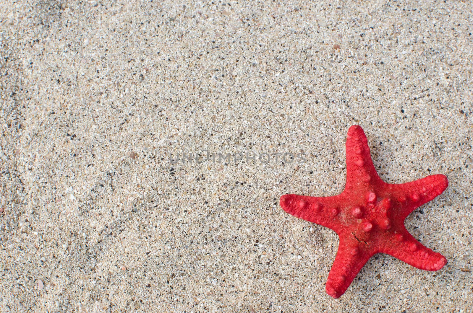 Starfish on a sandy background by malija