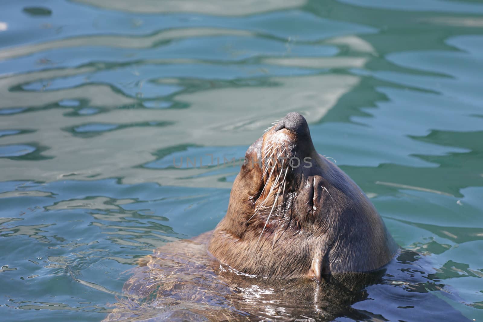 A sleepy seal sticking its head out of the water and enjoying the warm sun with its eyes closed