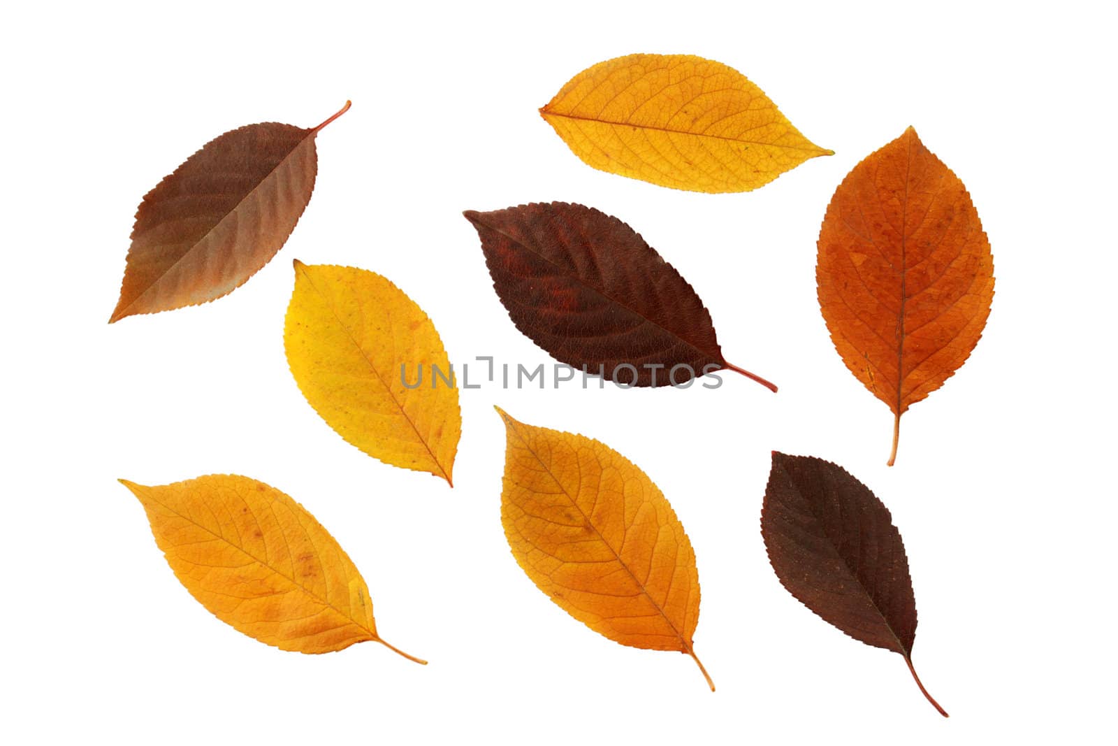 set of autumnal leaves isolated on white