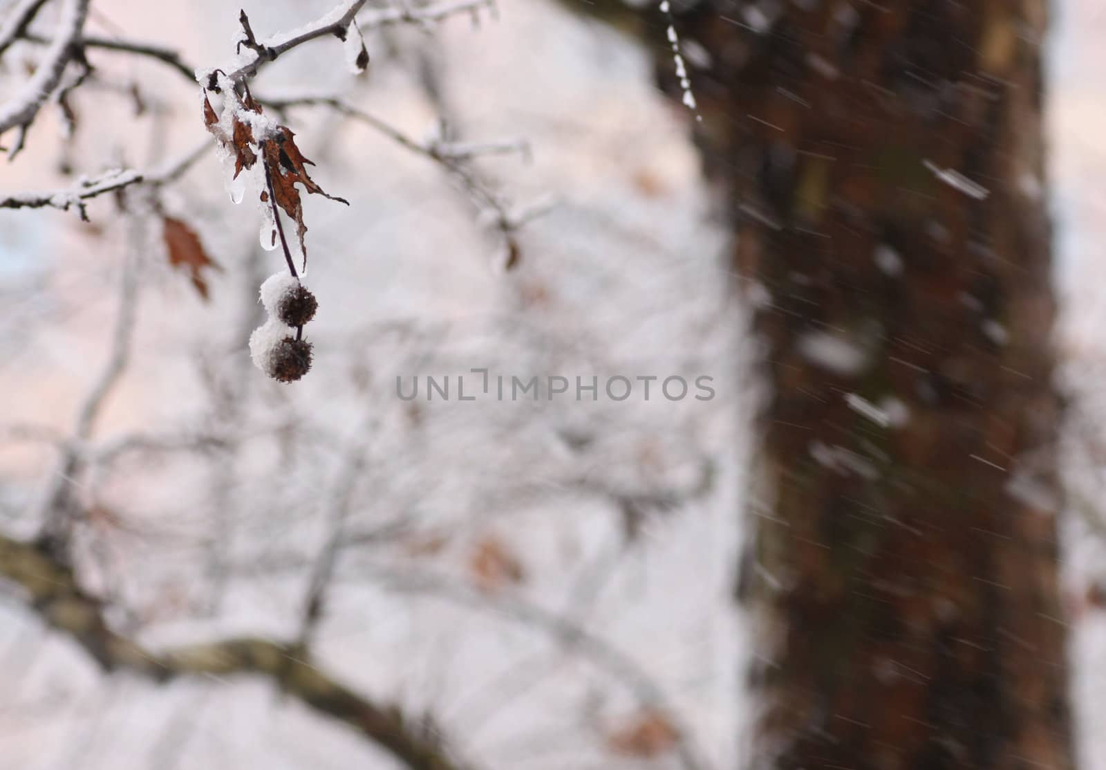 view on tree at snowy weather