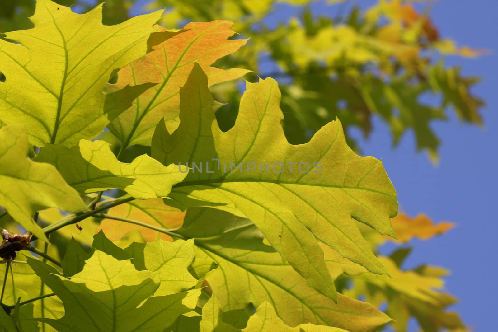 branch of oak tree at spring