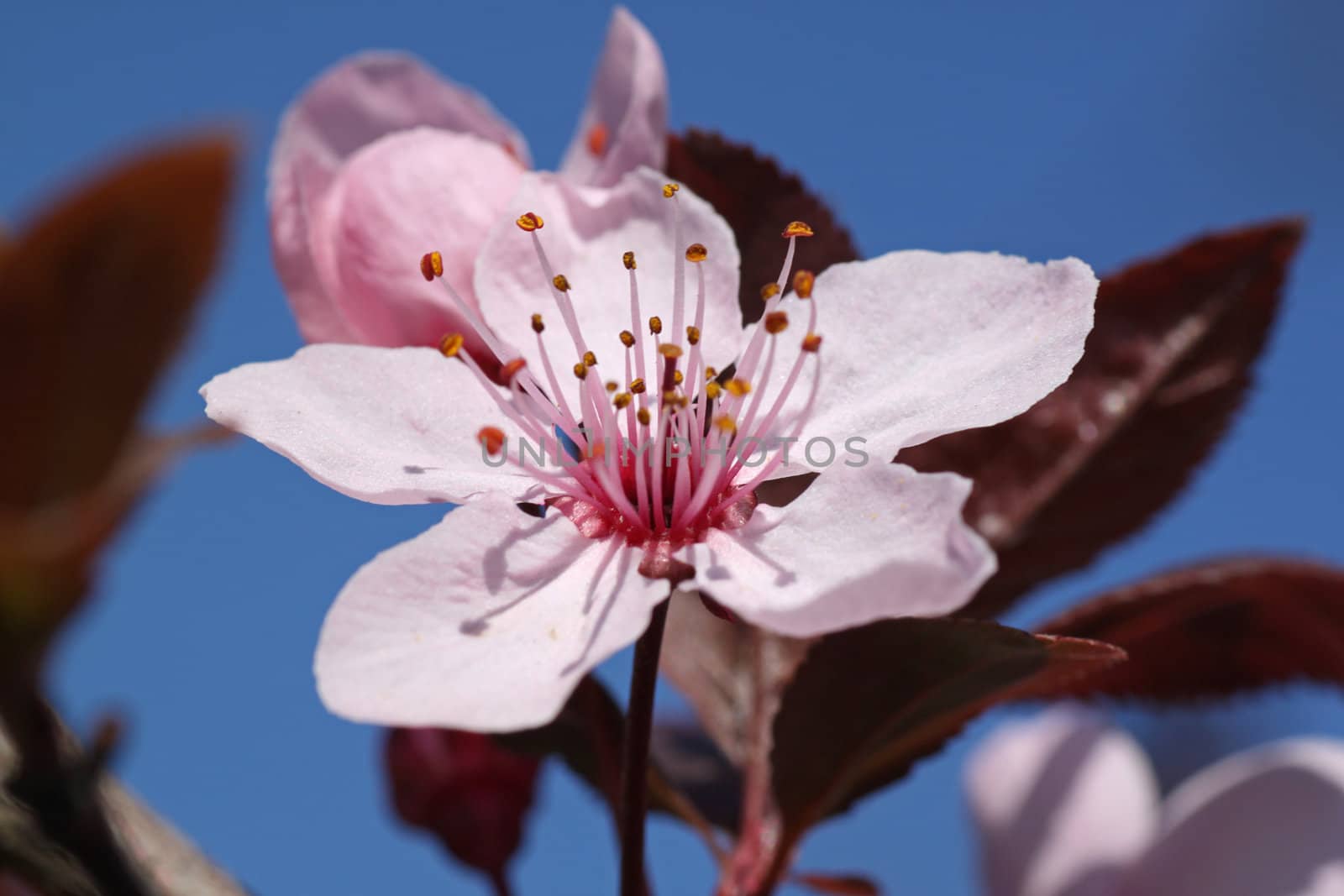 pink blossom on a tree at spring