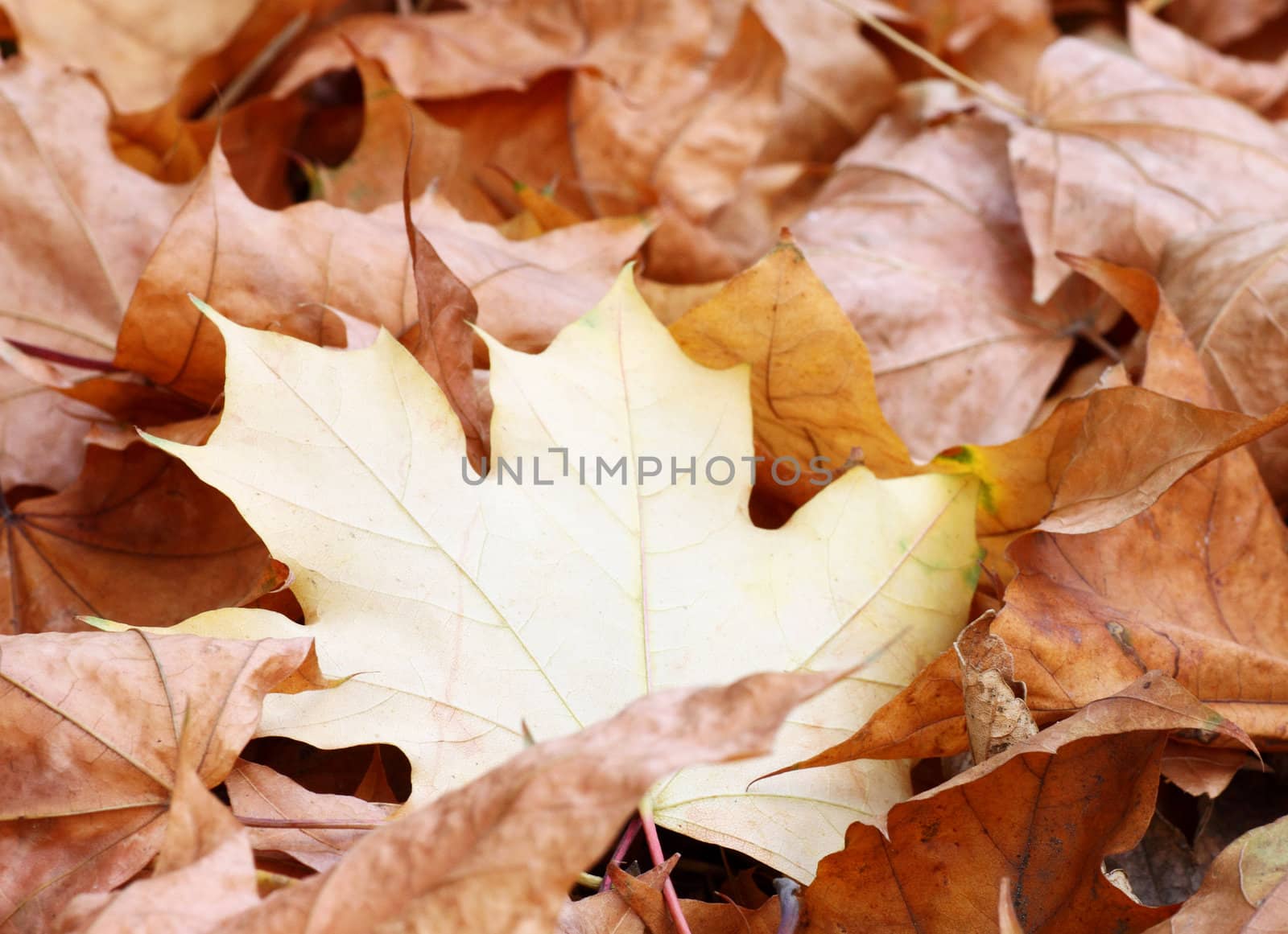 dry foliage on ground