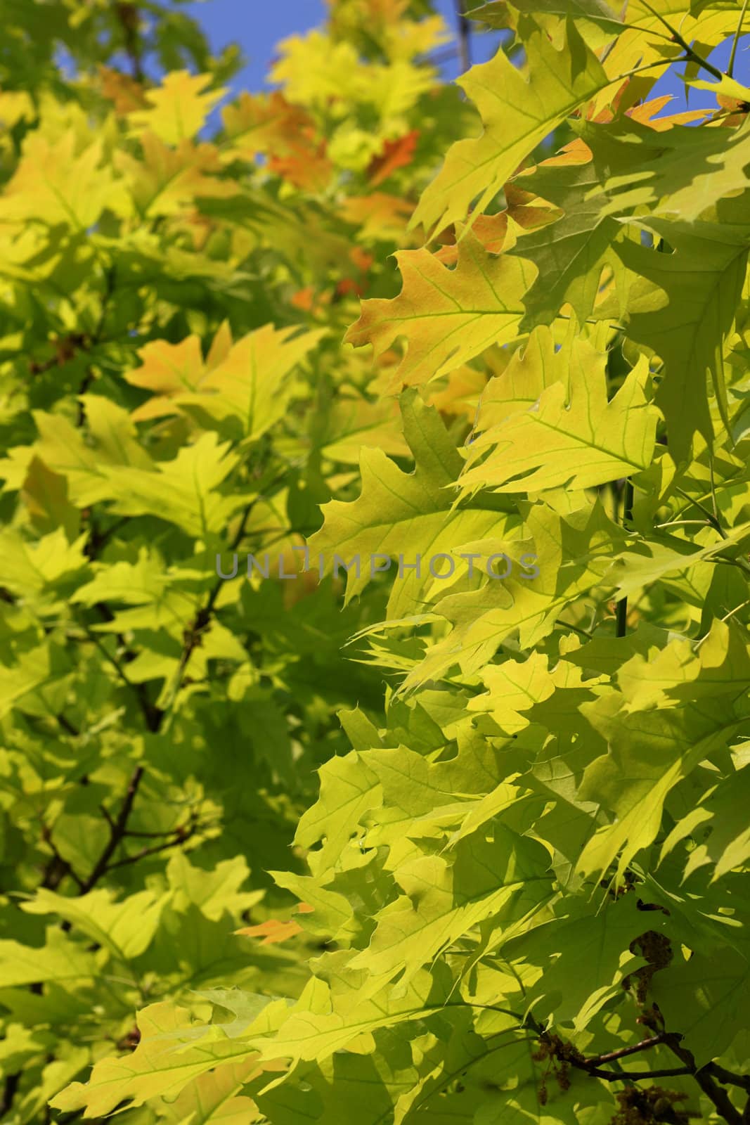 green oak tree branches at spring