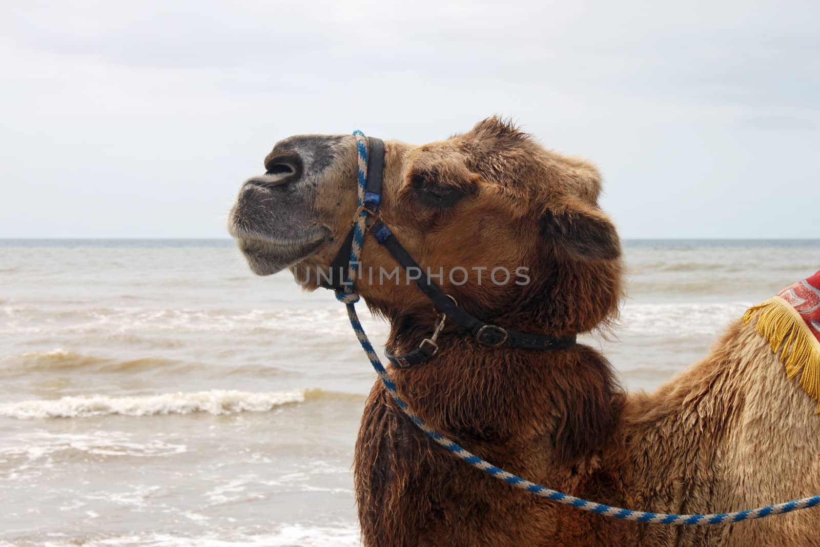 head of camel walking at seaside