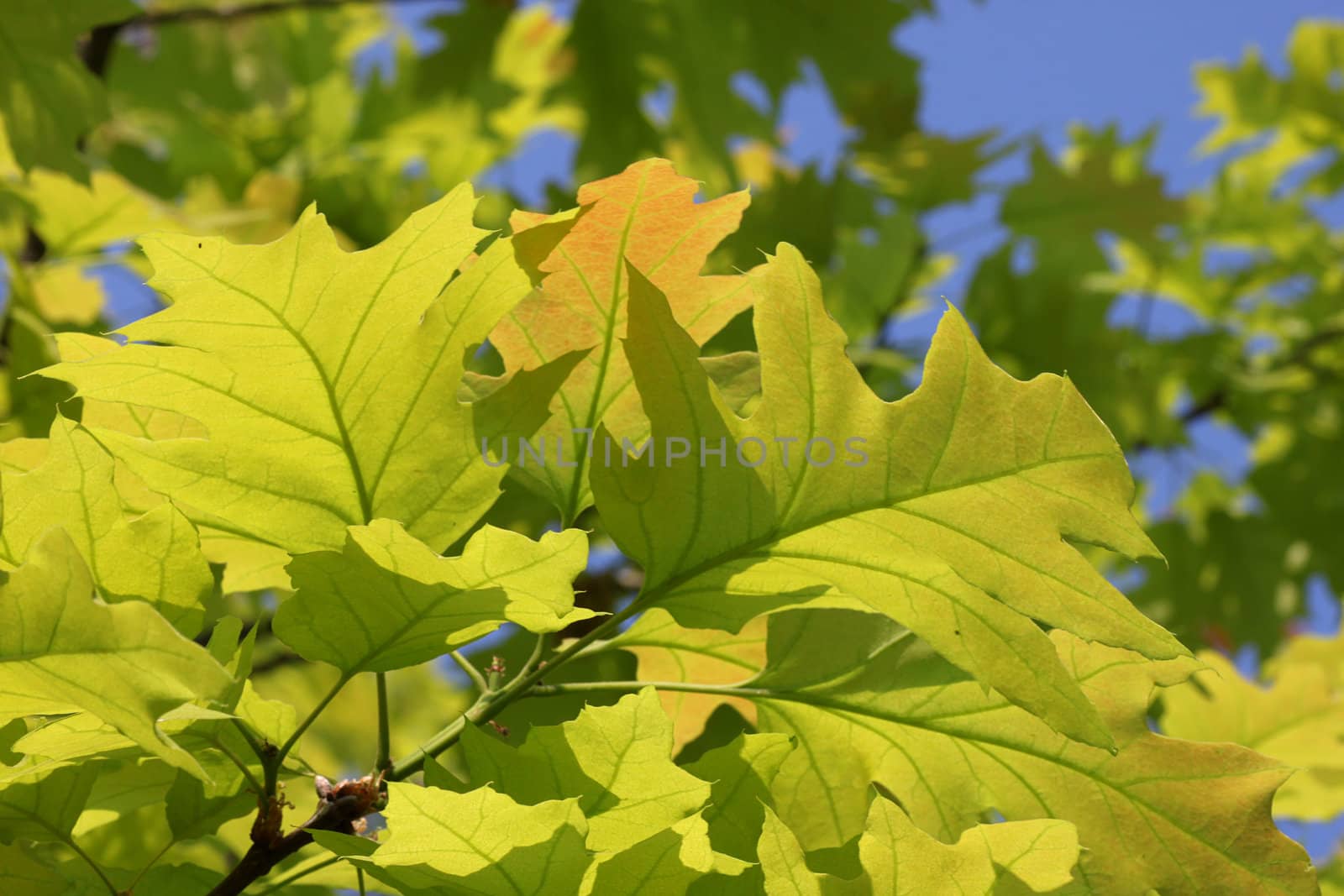 close up of green oak tree leaves