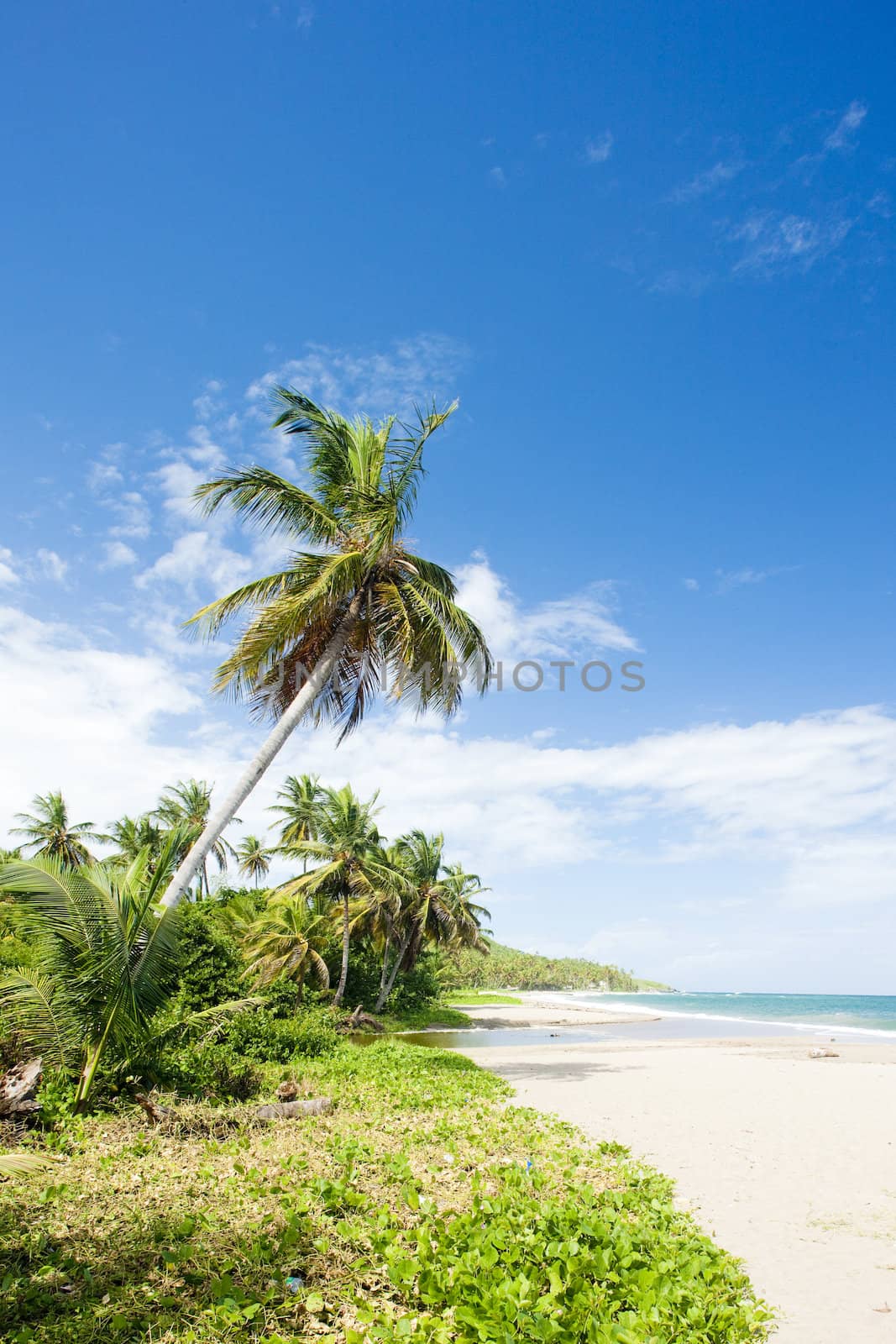 beach







beach, palm, sea, palm tree, caribien, summer