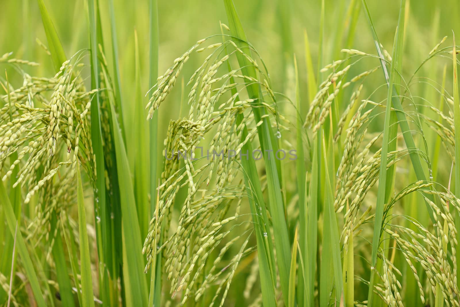 Green rice by jame_j@homail.com