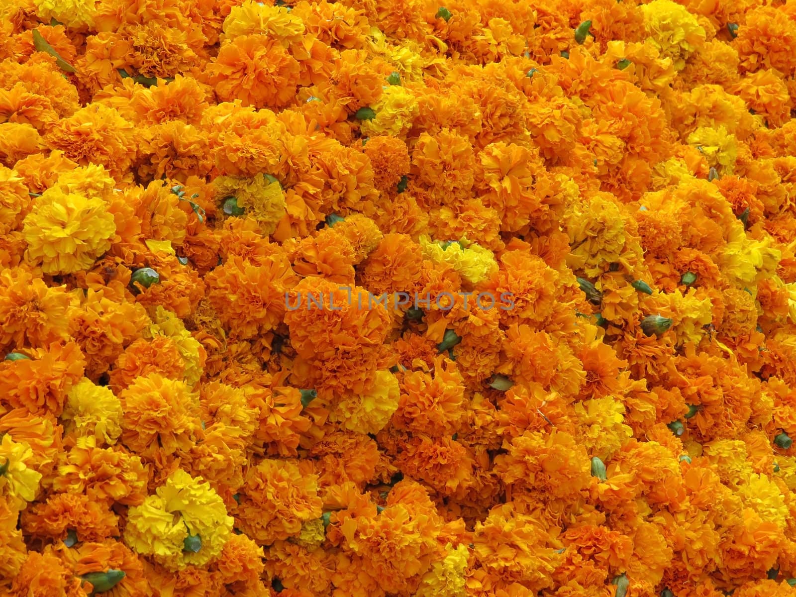 A background of bright colored marigold flowers in yellow and orange colors.                               