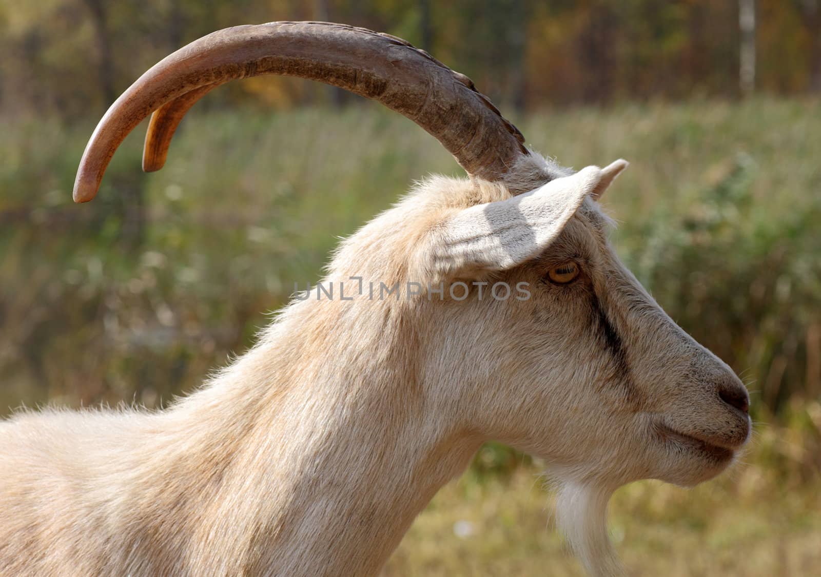 goat with big horns outdoor