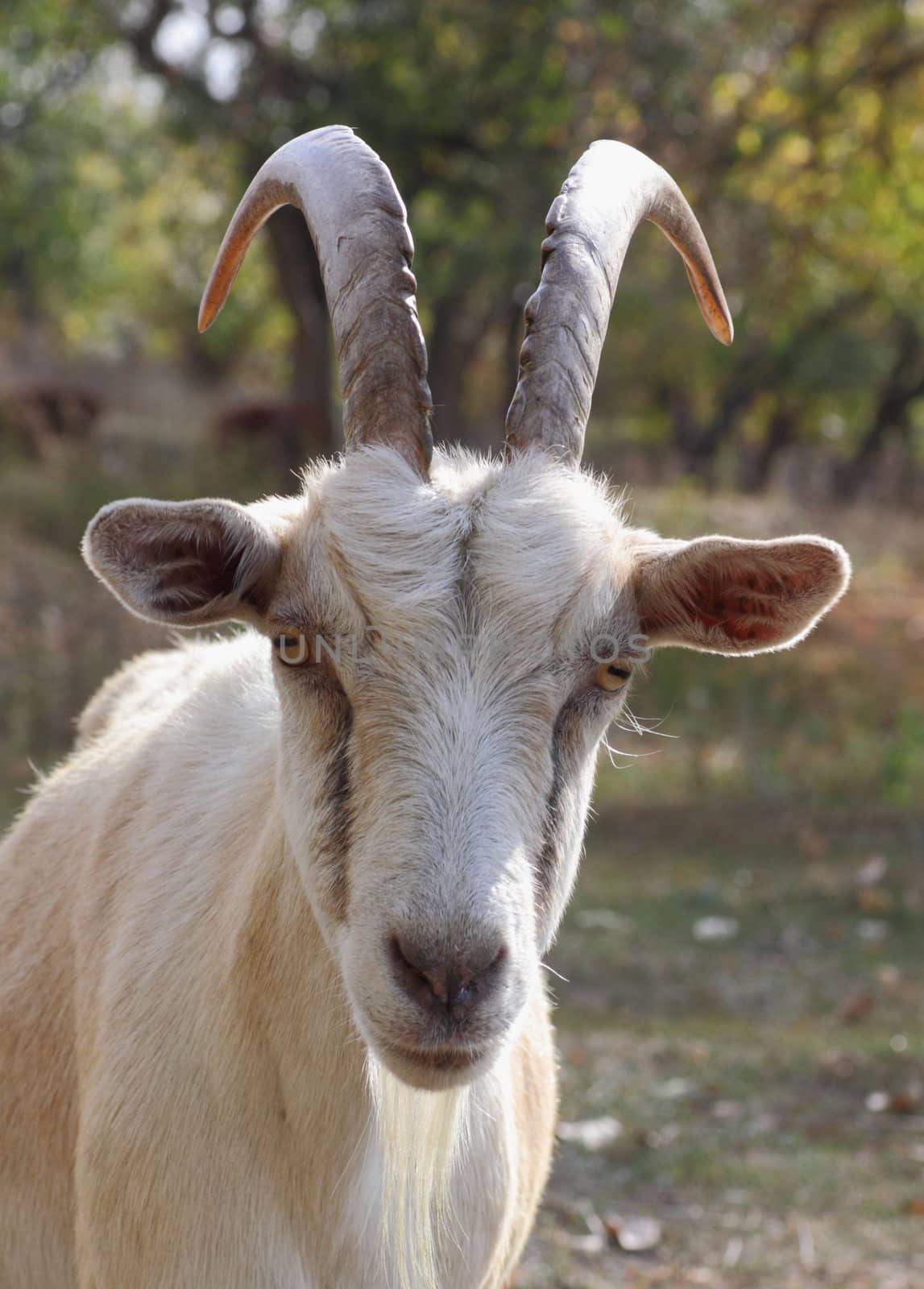 close up of goat