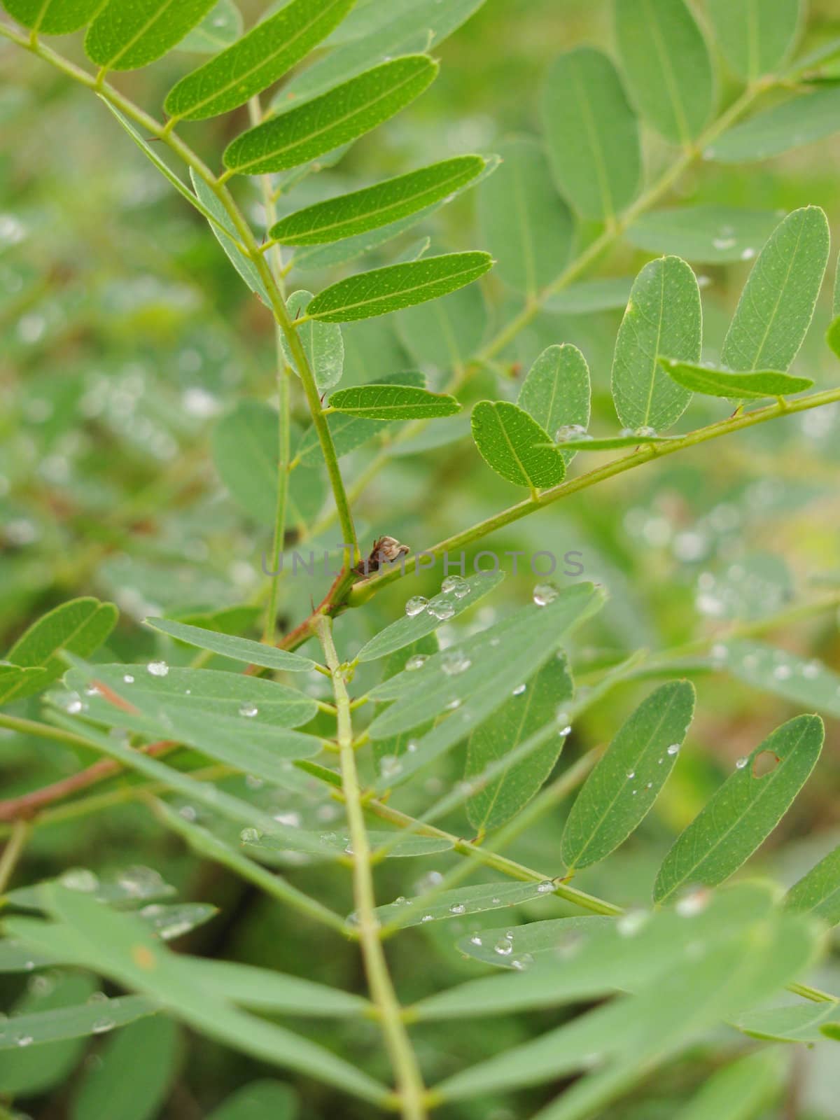 rain drops on acacia leaves