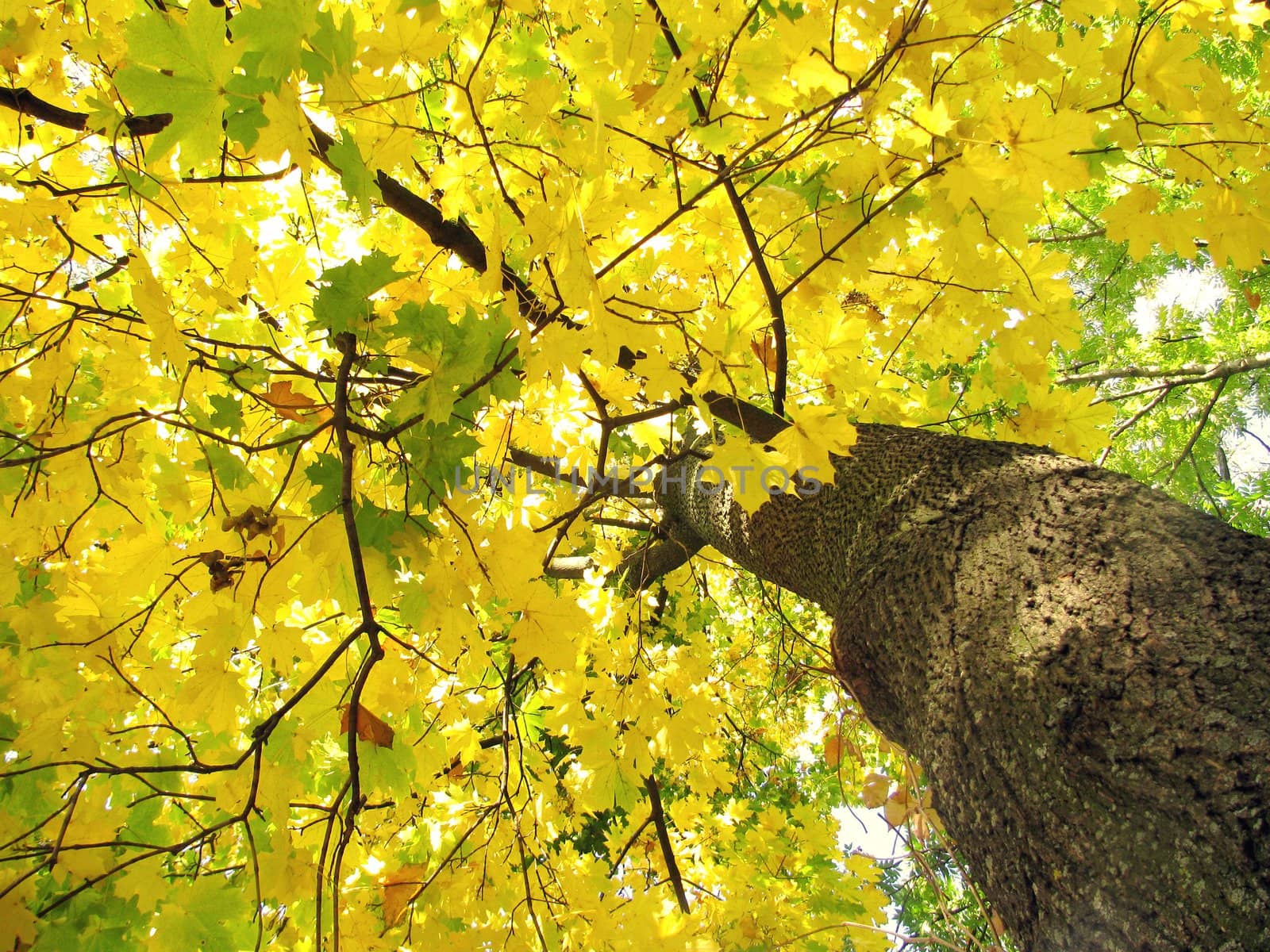 maple tree at fall