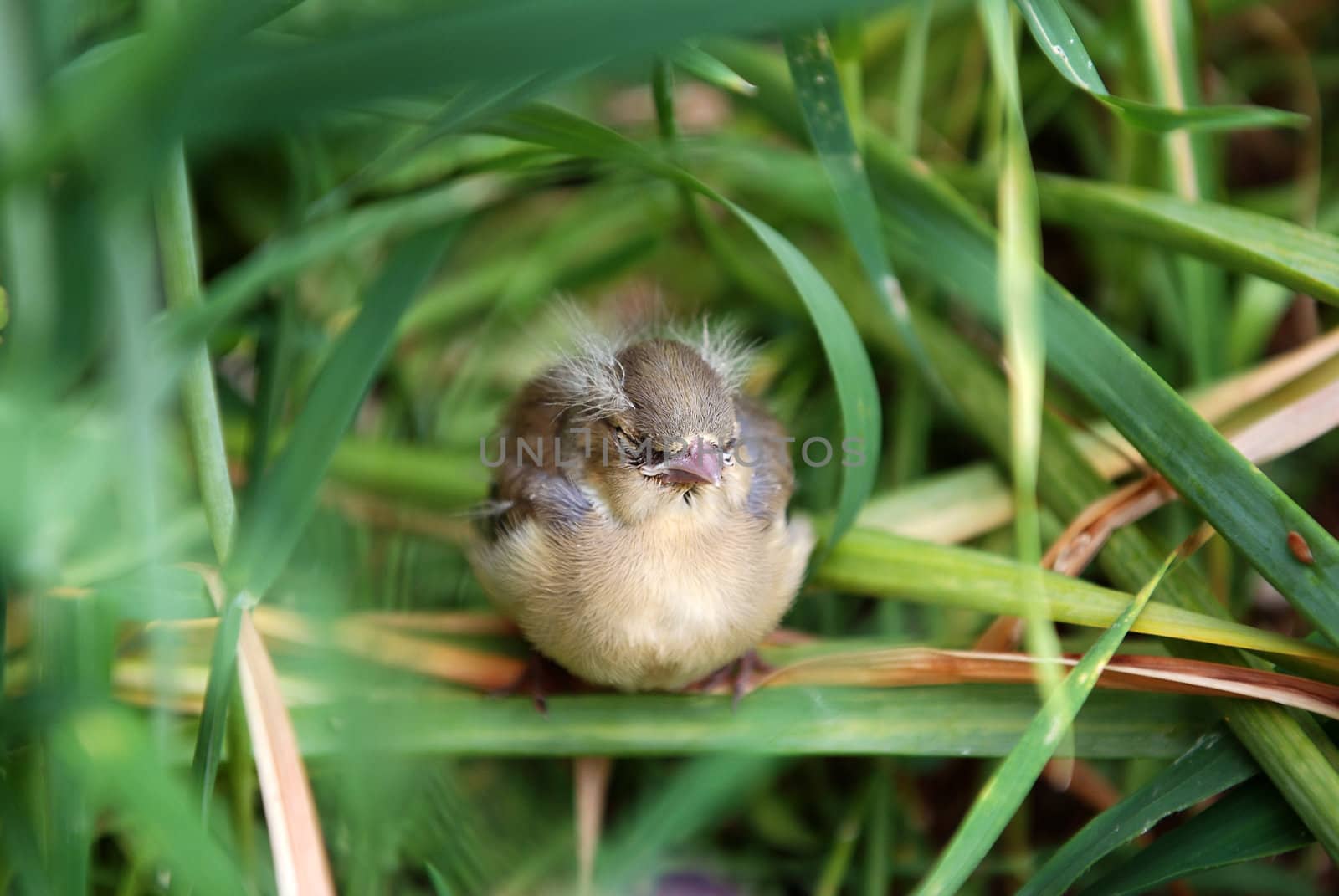 Fledgling chaffinch sitting with its eyes closed in tall grass