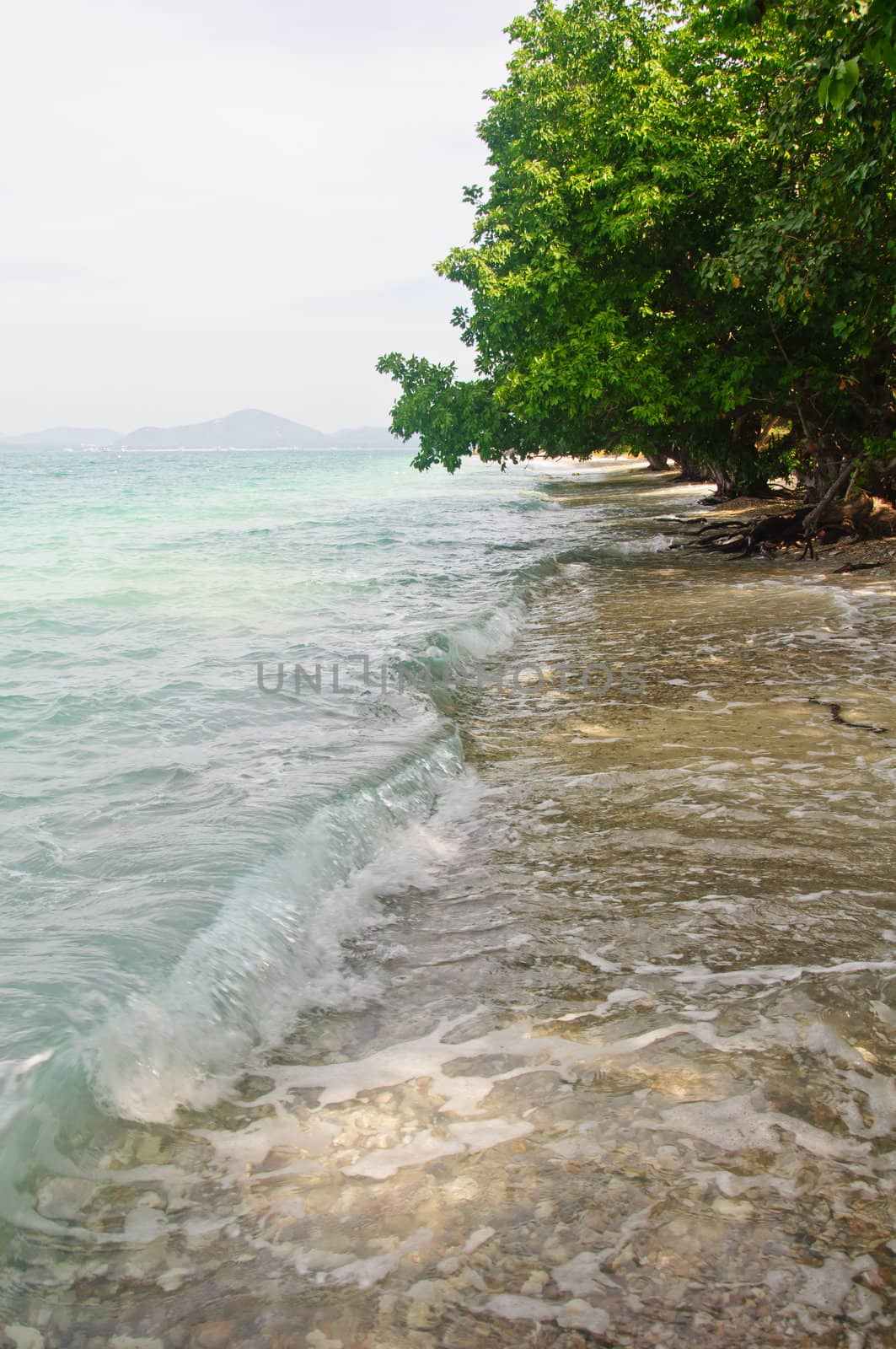 tree by the sea at Kham island, Cholburi, Thailand