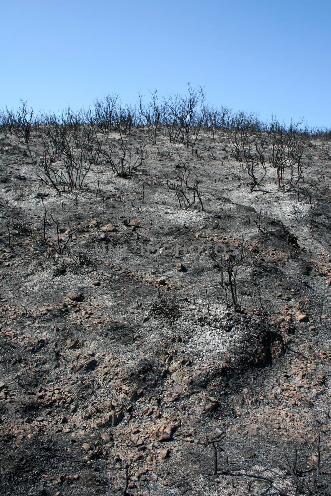 Wildfire ash and burned bushes on grey stone ground