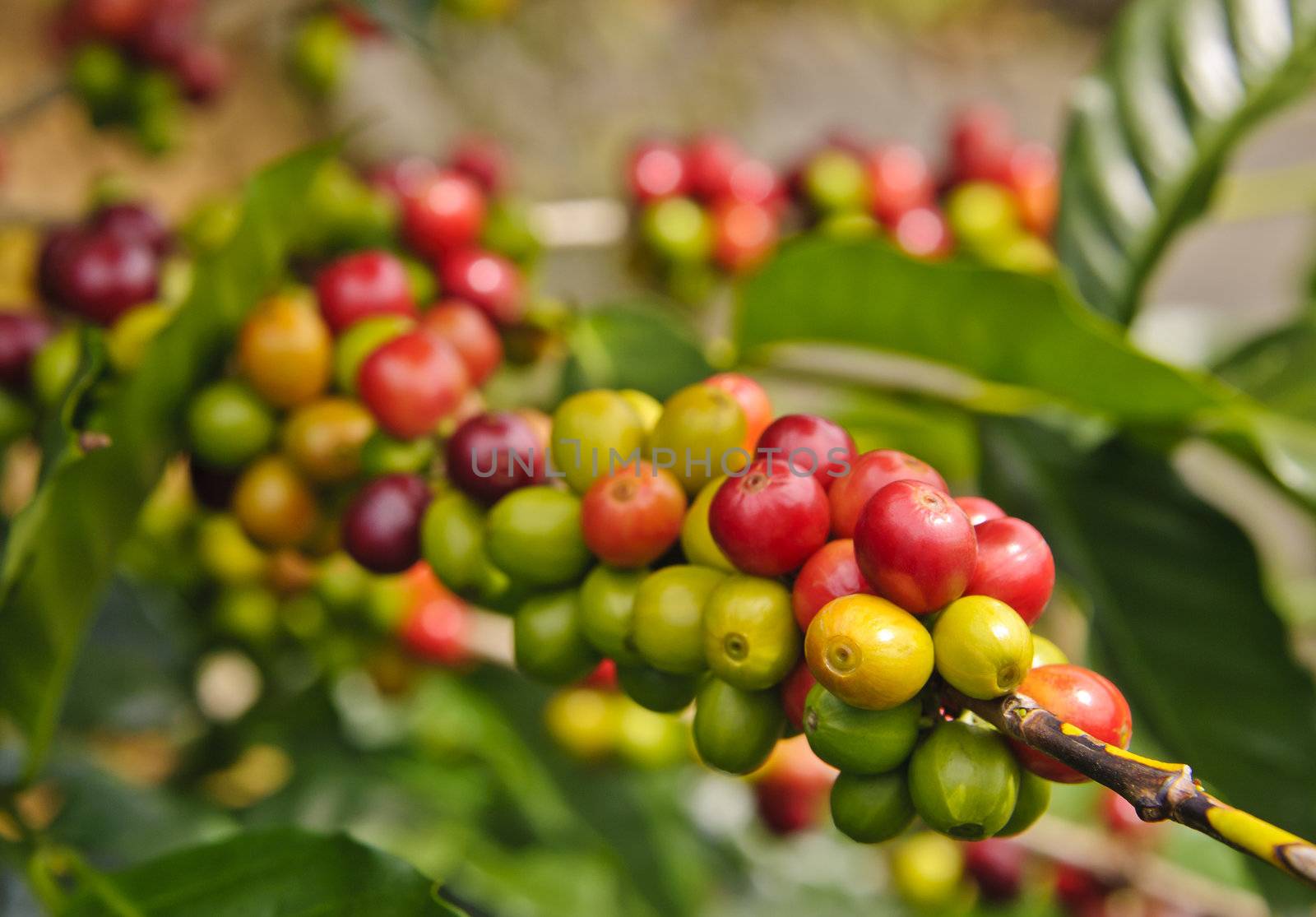 Coffee beans in various stages of maturity closeup.