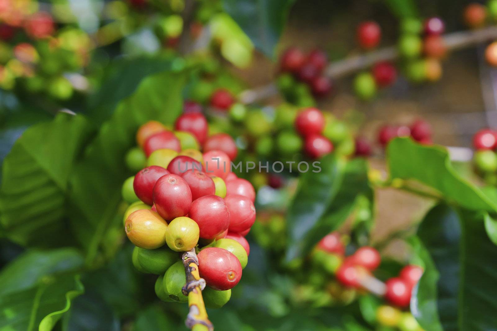 Colorful coffee cherries at varying stages of maturity.