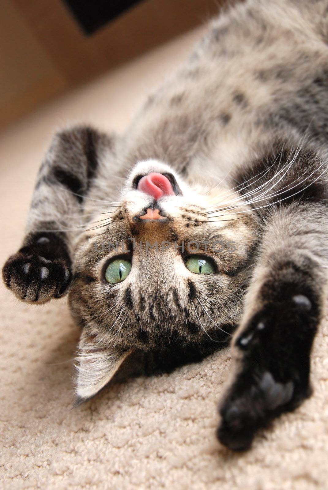 A cute tabby kitten on the floor, playing with his tongue stuck out