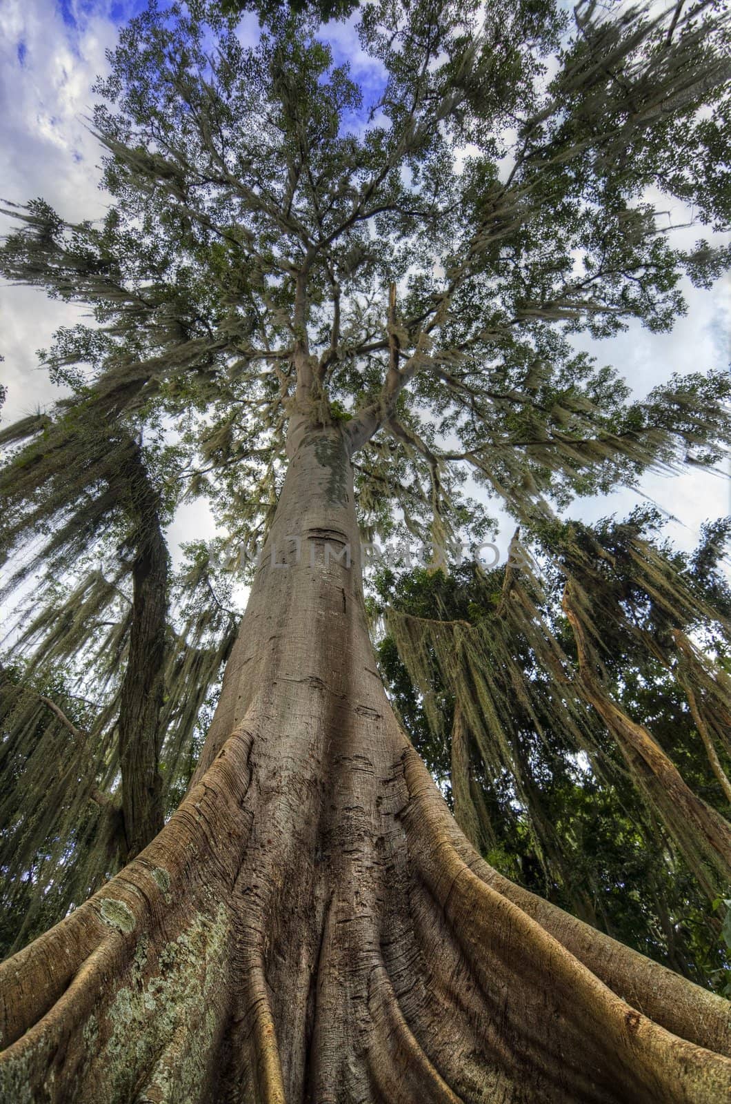 Looking up at a Ceiba tree.