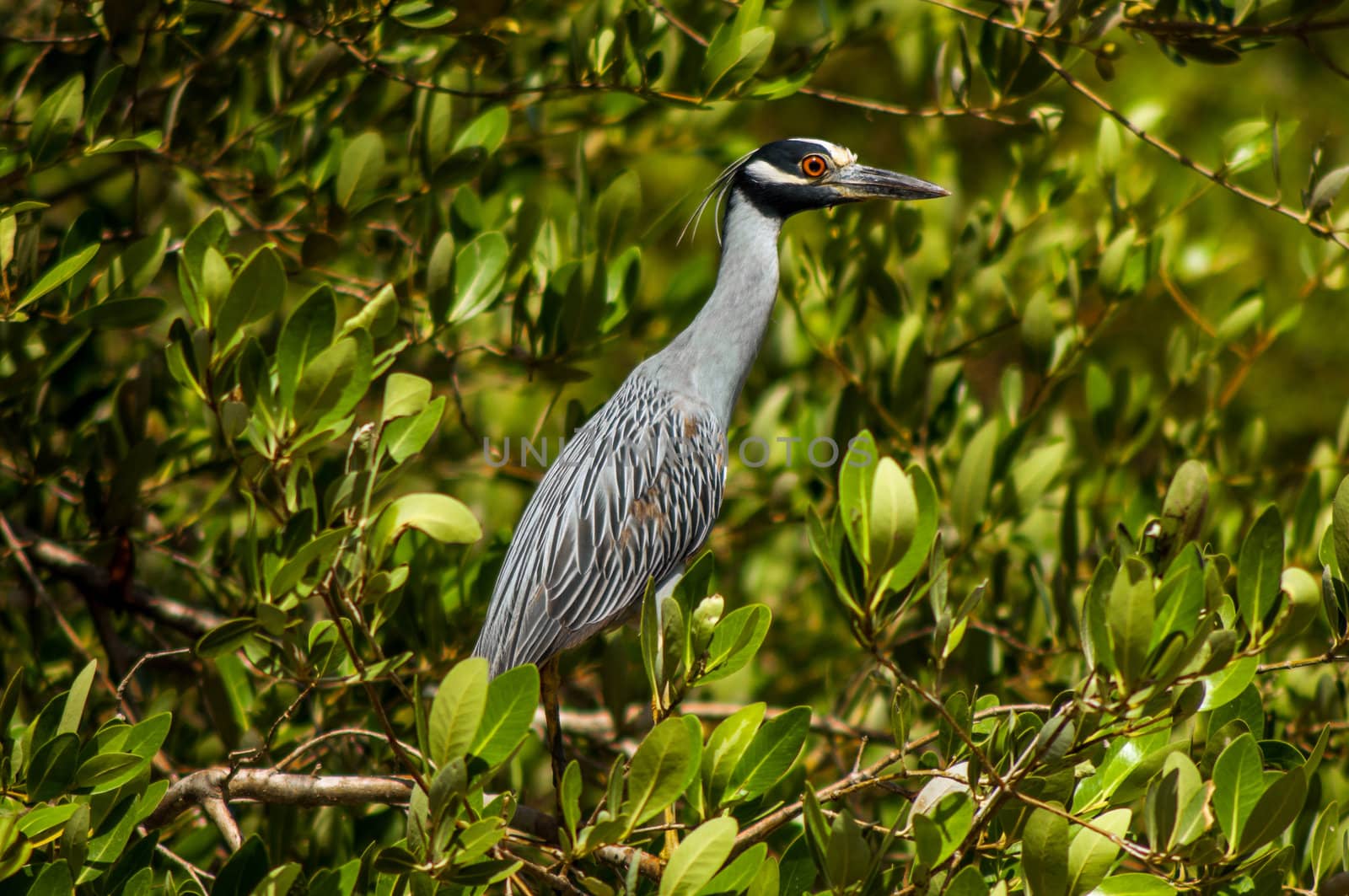 A great blue heron in a grove of trees.