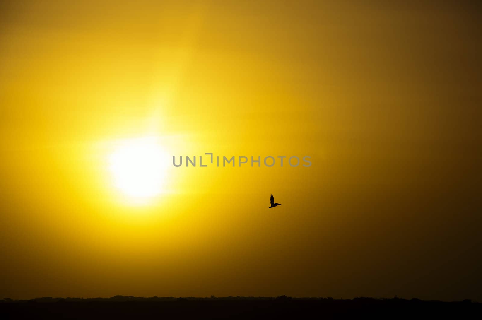 Silhouette of a pelican flying next to the sun.