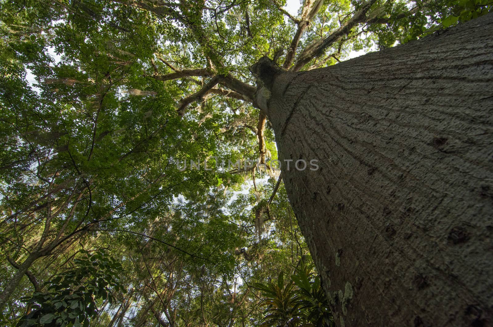 A view looking up at a Ceiba tree in San Gil, Colombia.