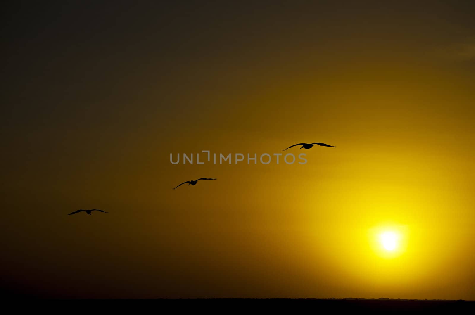 Silhouettes of three pelicans flying into the sunrise.