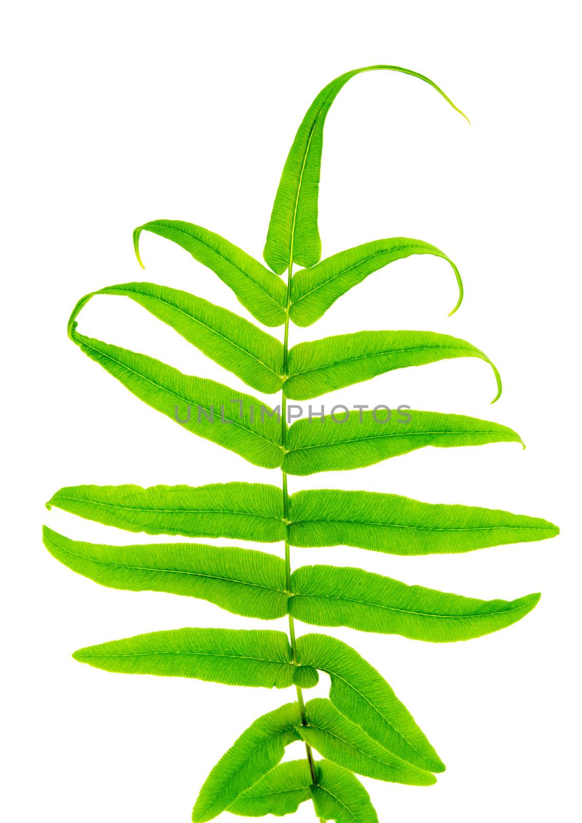 Fern leaf by szefei