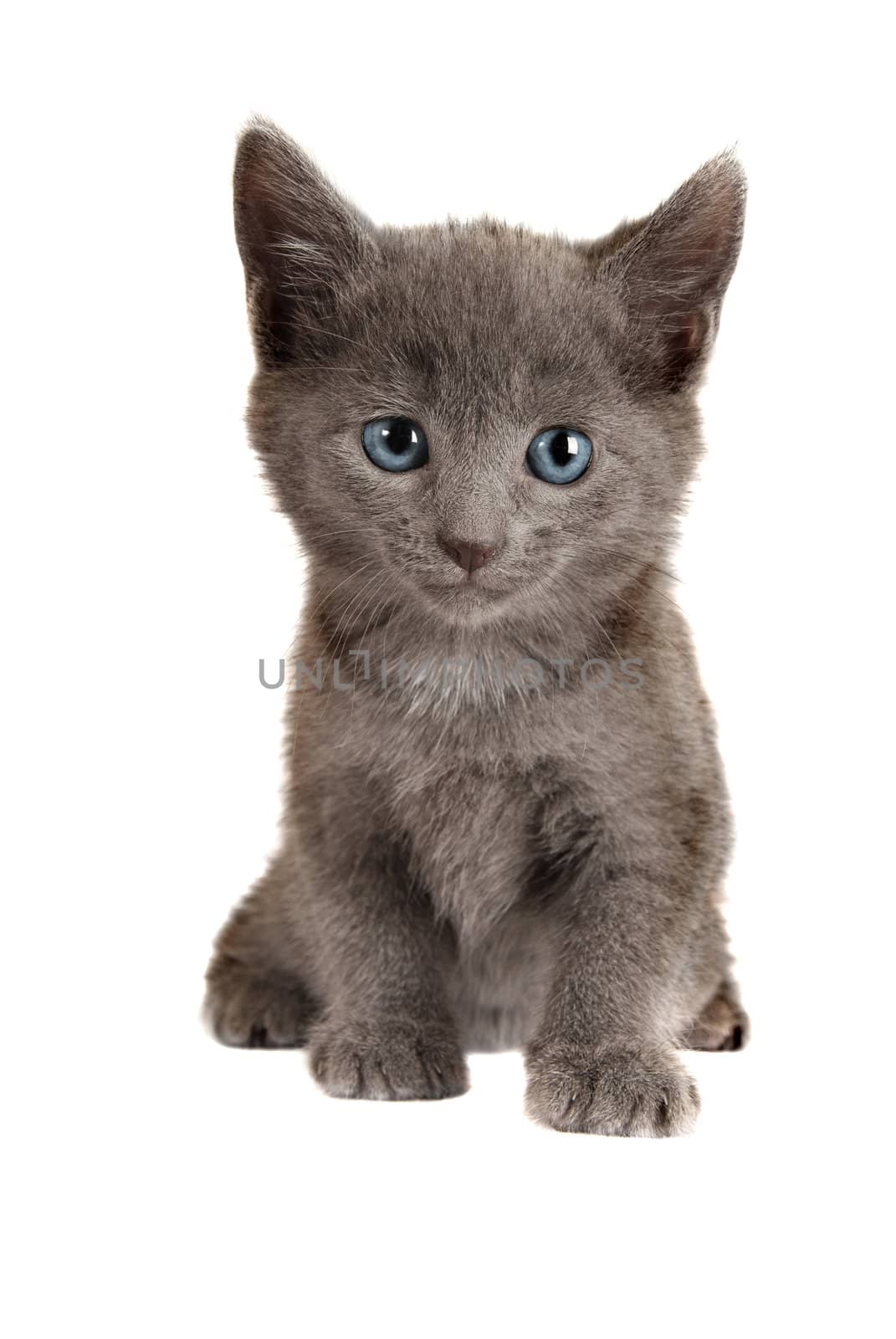 Gray Kitten with Blue Eyes Sitting on White Background