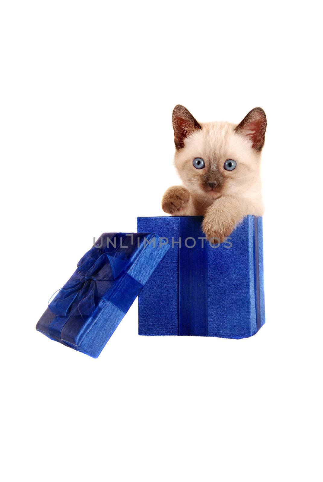 Siamese kitten in a blue gift box on a white background