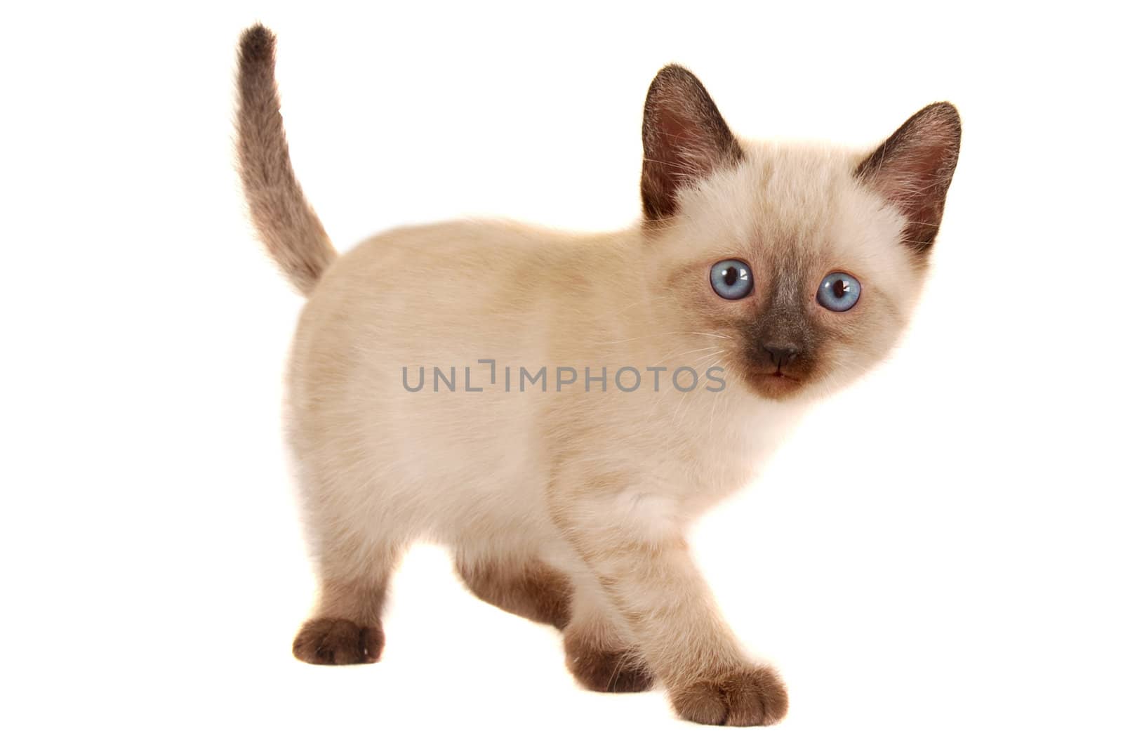 Siamese Kitten on White Looking at Camera